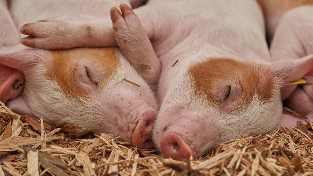 Why is farming better than foraging?