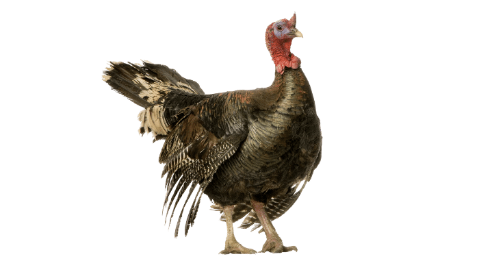 Can Turkeys Smell