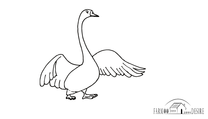 do geese eat bread