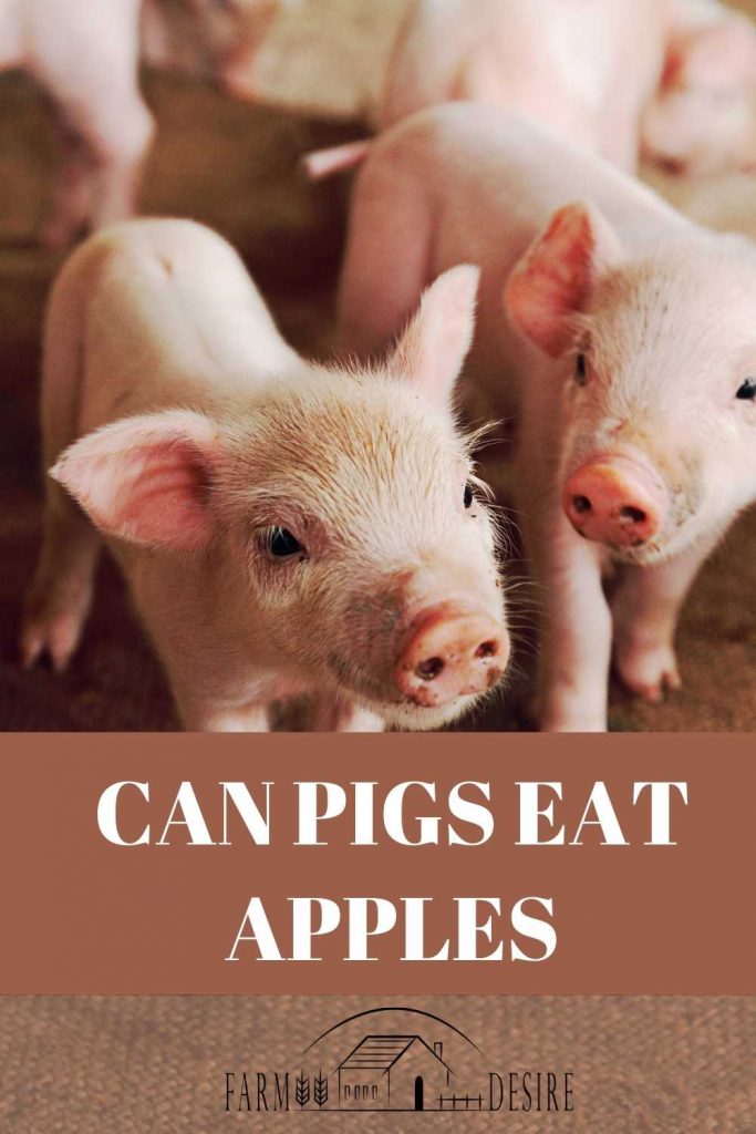 Can Pigs Eat Apples? apples for pigs
