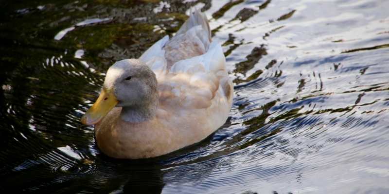 American-buff-geese