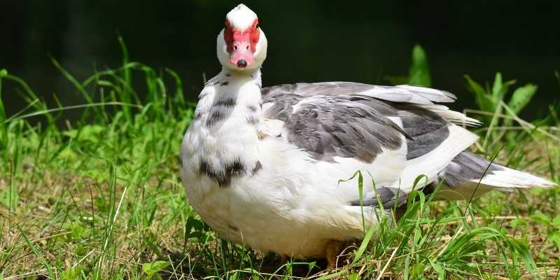 Black and White Duck Breeds