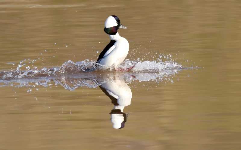 Bufflehead duck