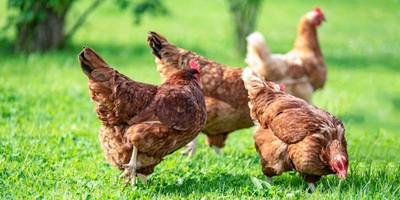 Can Chicken Eat Green Beans