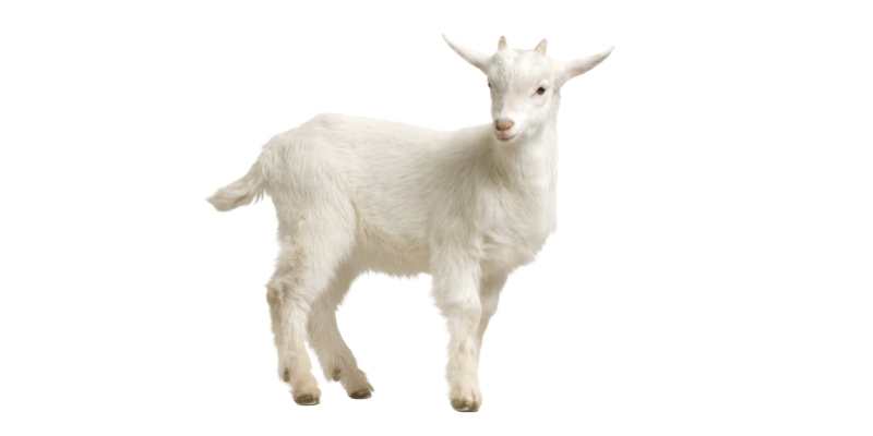 Can Goats Eat Asparagus? Can Goats Eat Asparagus leaves