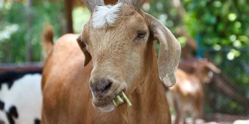 Can Goats Eat Asparagus