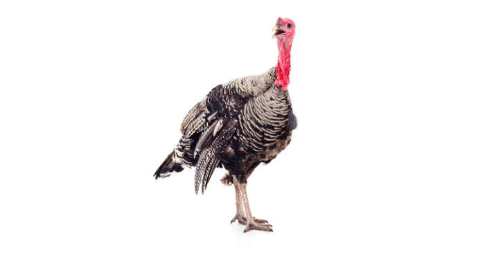 Can Turkeys Eat Bread