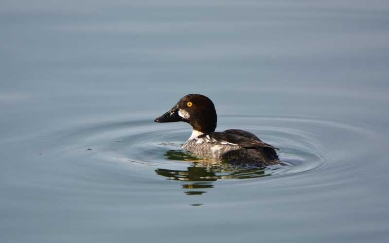 Common goldeneye duck