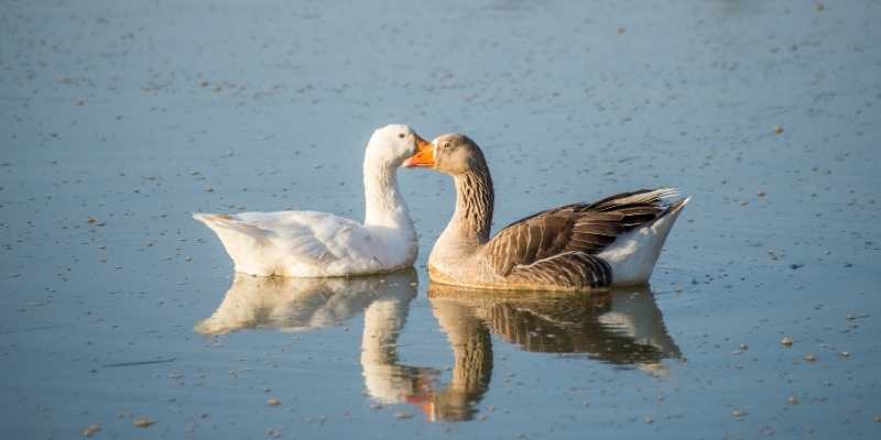 Danish-landrace-geese