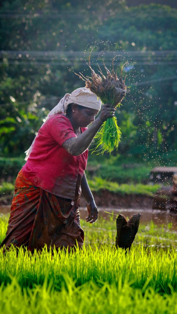 Difference Between Primitive Subsistence Farming And Intensive Subsistence Farming