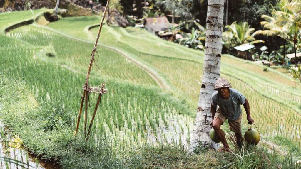 Difference Between Primitive Subsistence Farming And Intensive Subsistence Farming