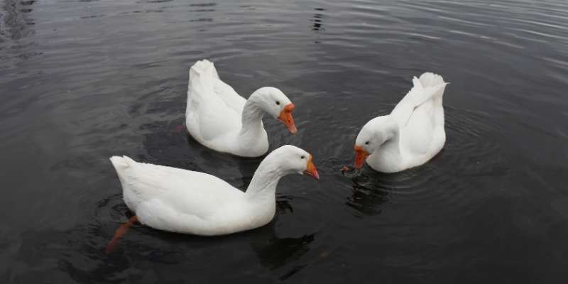 Embden geese