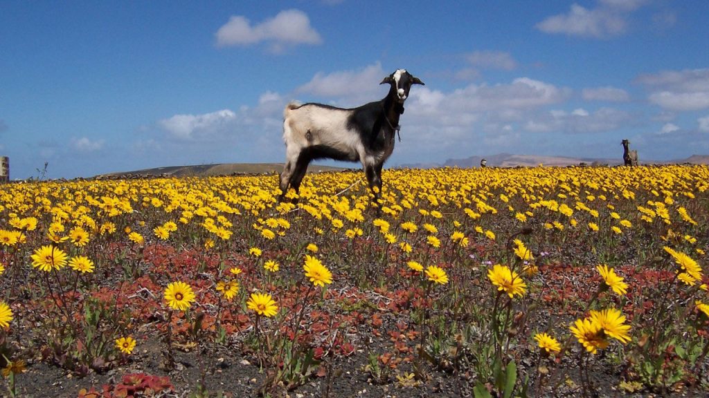 Goat Hoof Care, Foot Rot Prevention, and Trimming