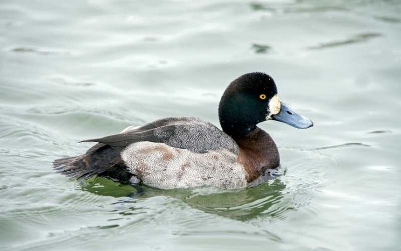Greater scaup