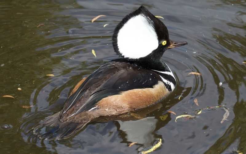 Hooded Merganser