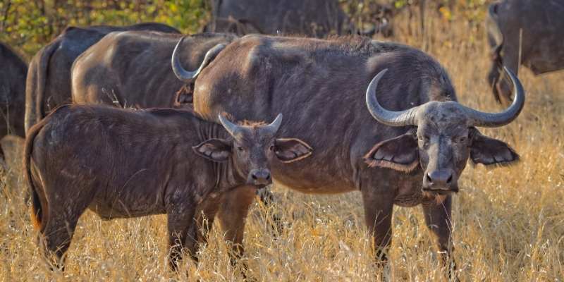 How Much Does a Buffalo Cost?