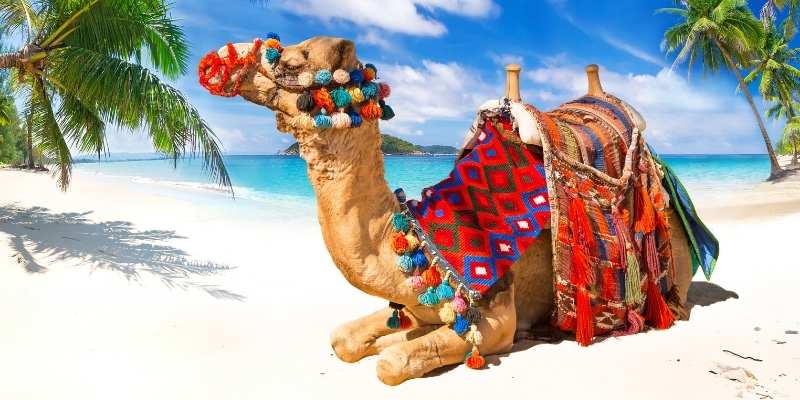 How Much Does a Camel Cost