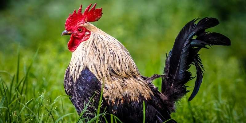 How Much Does a Rooster Cost