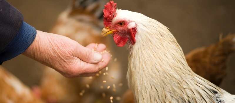 How Much Does it Cost to Raise 100 Chickens