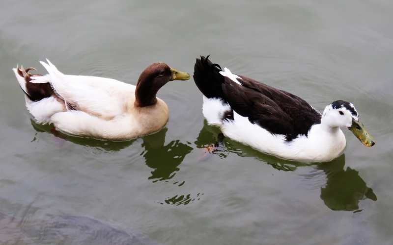 Muscovy duck