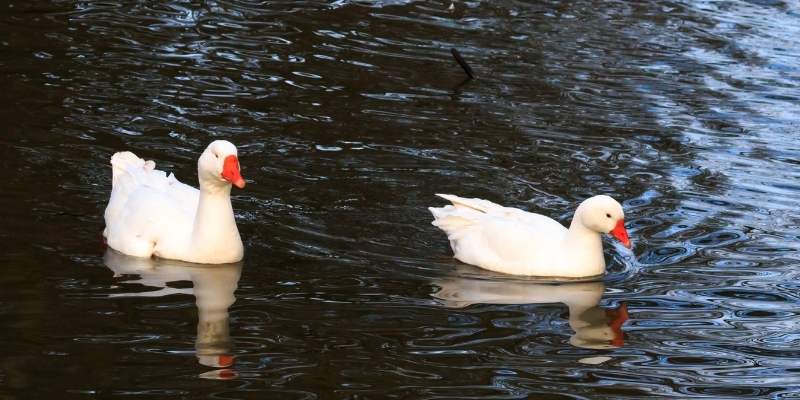 roman goose