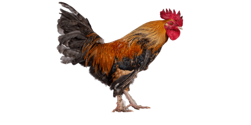 rooster cost