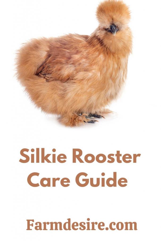 Silkie Rooster: Characteristics and Care Guide Silkie Rooster breed