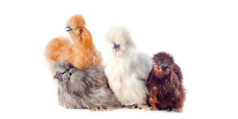 Silkie Rooster: Characteristics and Care Guide Silkie Rooster characteristics