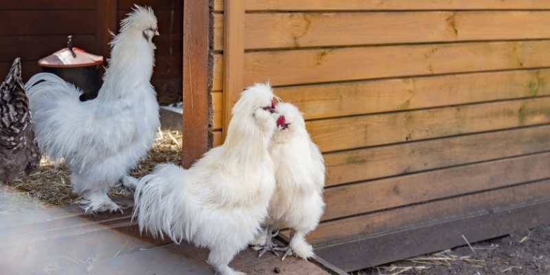 Silkie Rooster