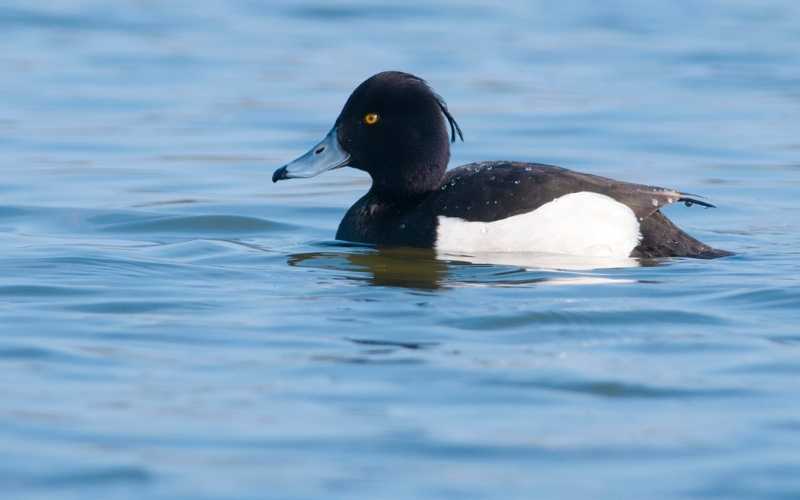 Tufted duck