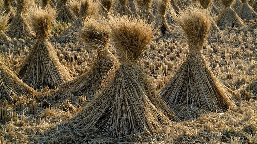 What Are The Types Of Commercial Farming?