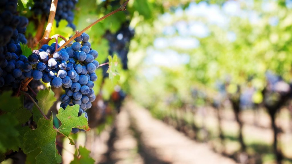 What Are The Types Of Commercial Farming?