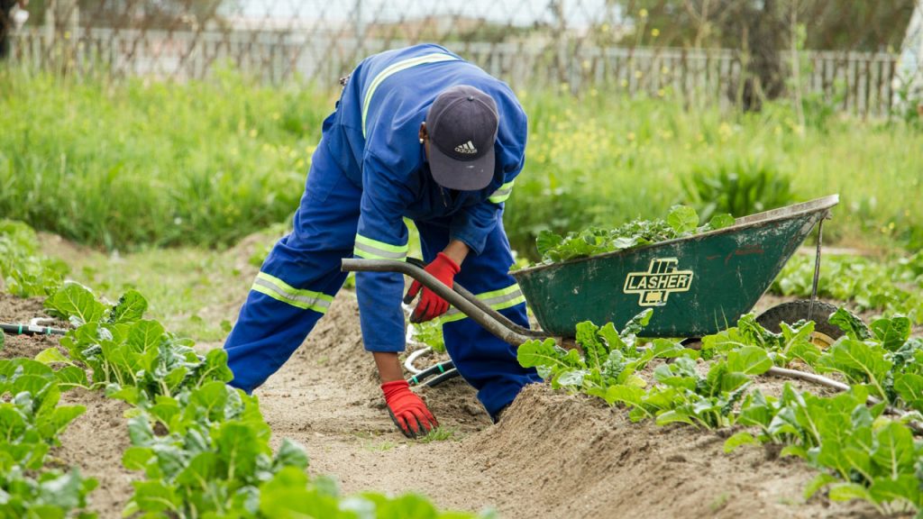 What Is Intensive Subsistence Farming