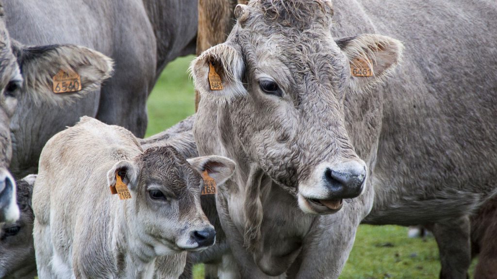 What Is The Difference Between Livestock Farming And Animal Husbandry
