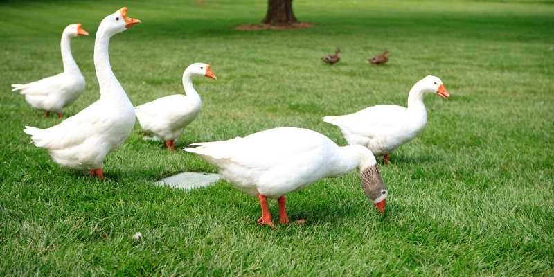 White-Chinese-geese