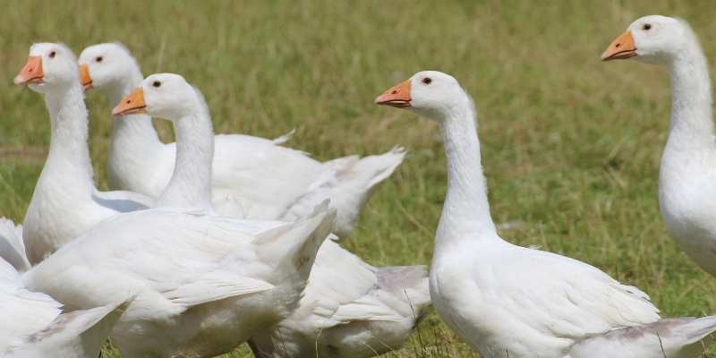 White-Pomeranian-geese