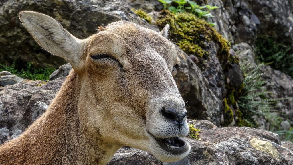 Why Do Goats Poop Pellets?