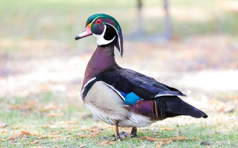 Wood duck