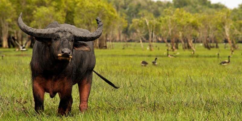 buffalo price