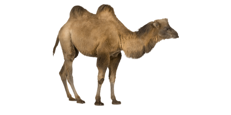 camel cost