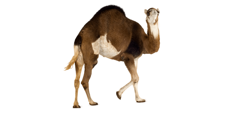 camel price