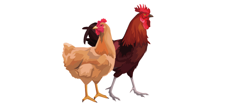 How Much Does it Cost to Raise 100 Chickens? cost of 100 chickens