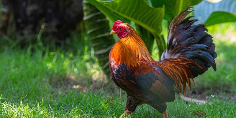 rooster price