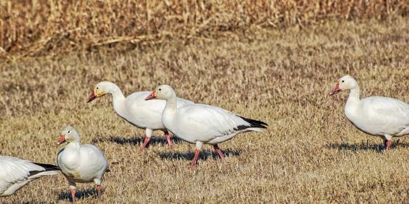 snow geese