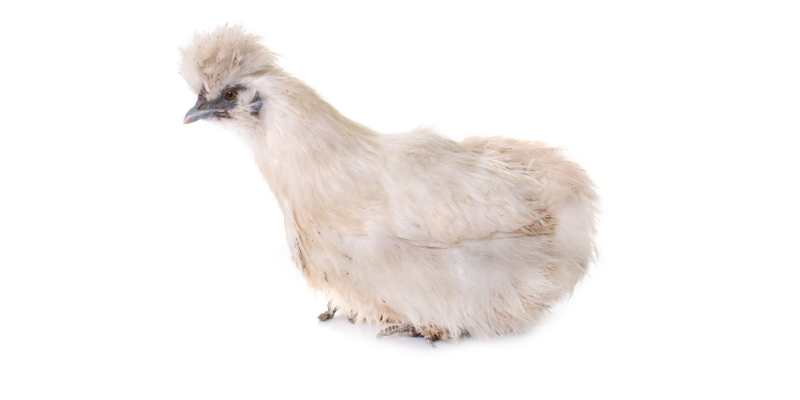 Silkie Rooster: Characteristics and Care Guide white Silkie Rooster