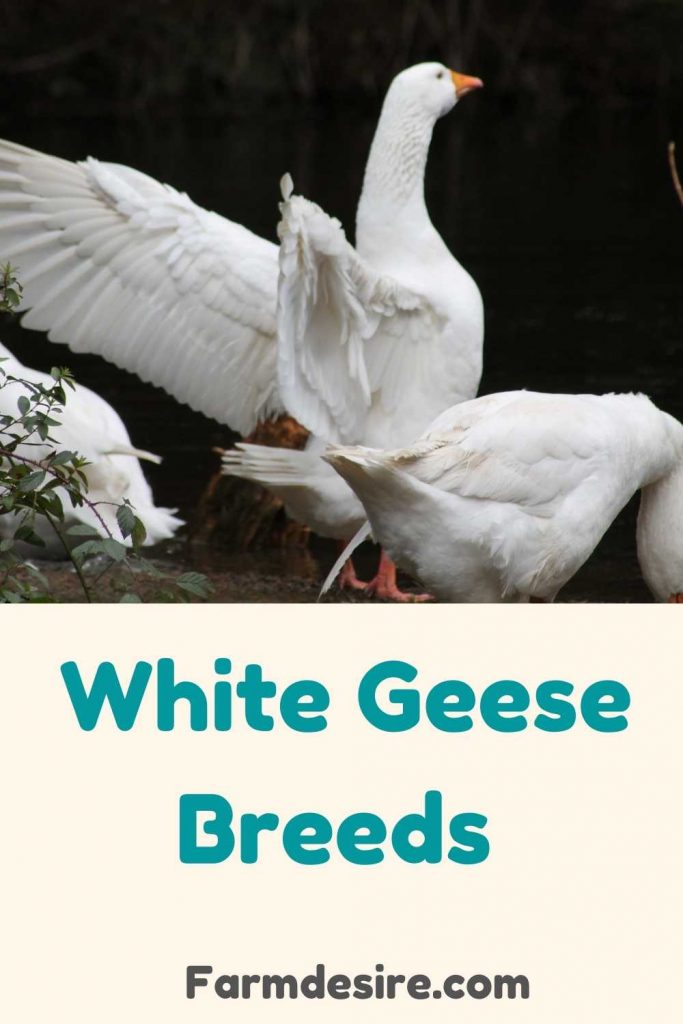 white-geese