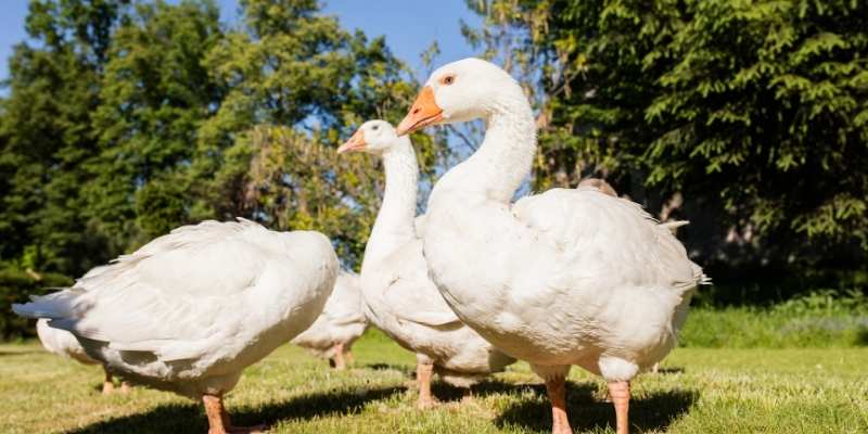 white geese breeds