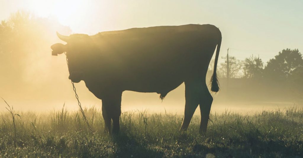 5 Best Cattle Banders (Castration Tools)