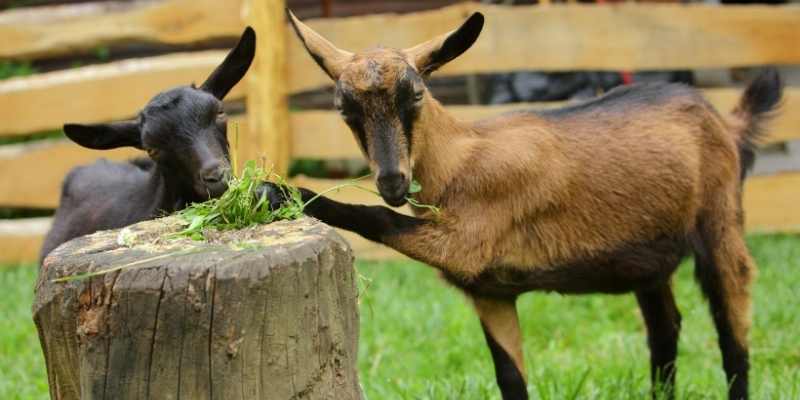 alpine goats