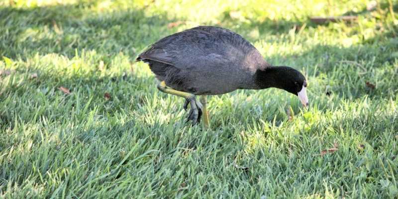 American Coot